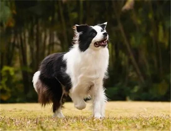 边境牧羊犬胆子太小怎么办？