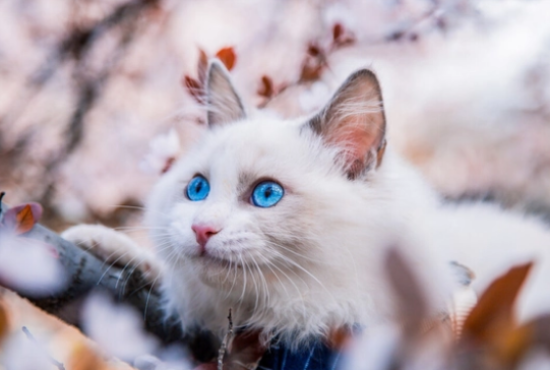 养布偶猫的禁忌