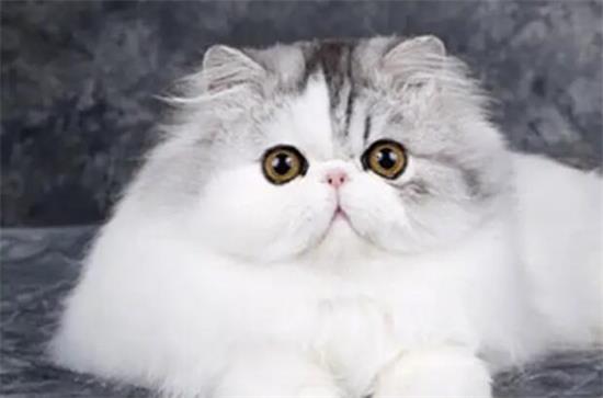 波斯猫和银渐层哪个好