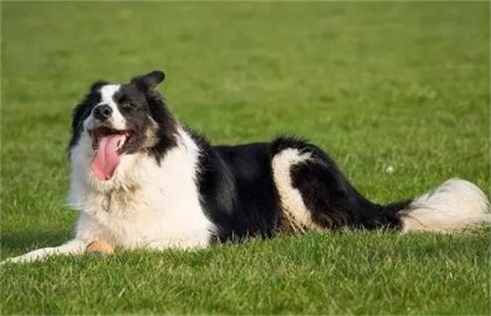 揭秘全球八大顶尖牧羊犬，领略其卓越才能与风采