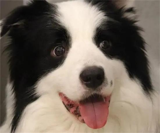 边牧专栏丨边境牧羊犬爱乱叫怎么办？