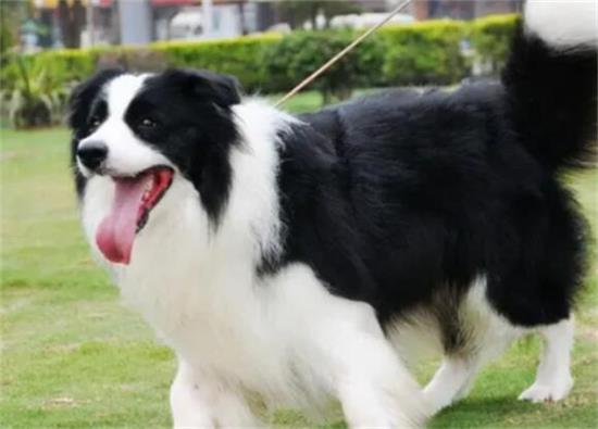 边牧专栏丨边境牧羊犬晚上闹腾不肯睡怎么办？