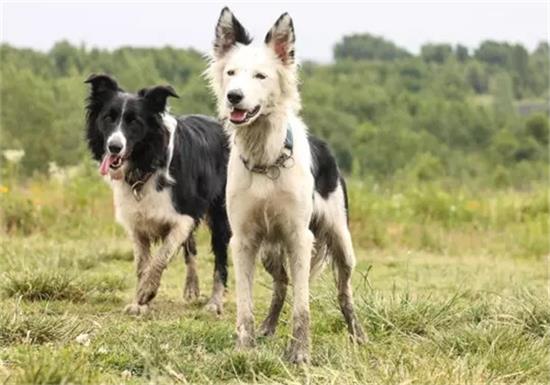 边境牧羊犬太瘦怎么办？