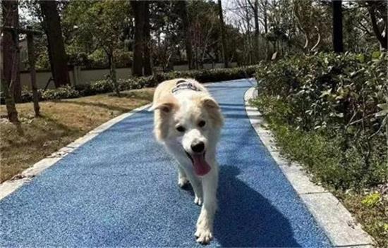 为什么越来越多边牧被弃养？
