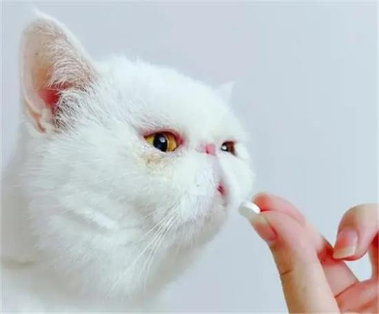 猫吃完药吐了还有效吗