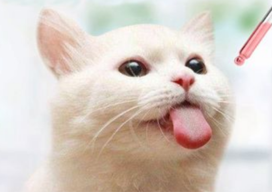 公猫绝育后要用哪些药