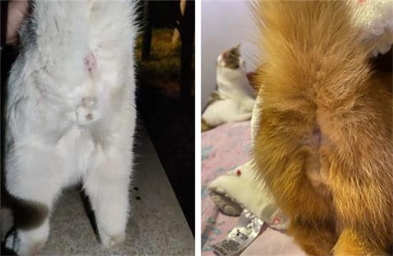 公猫绝育手术后注意事项