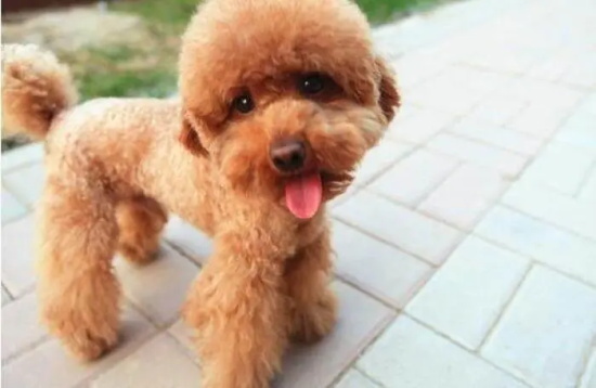 贵宾犬有跳蚤怎么办？