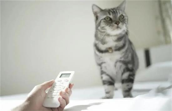 猫适合在多少的温度下活动