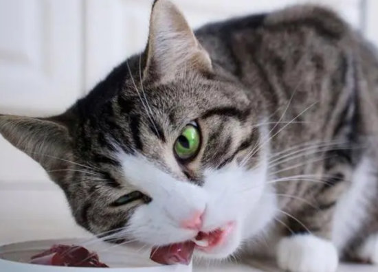猫咪吃什么食物比较好