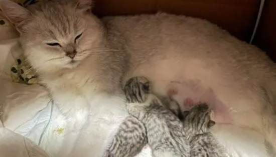 猫咪预产期多少天为正常