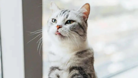 猫适应温度多少合适