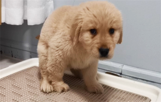 宠物犬突然脱毛的病因