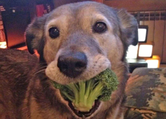 犬的疾病征兆