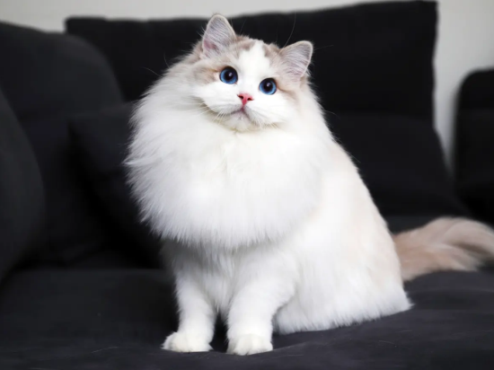 为什么不建议家养布偶猫