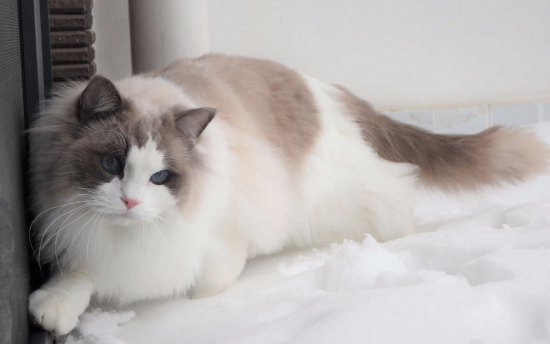 布偶猫是不是容易死