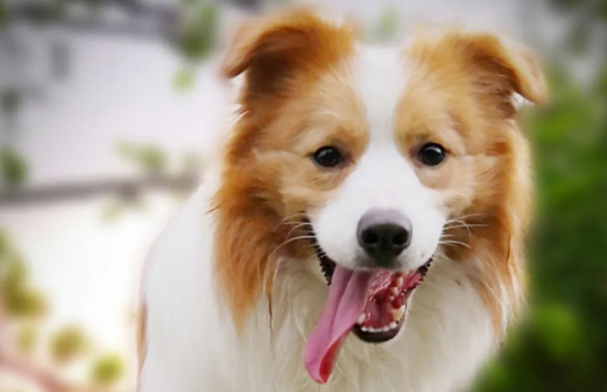 【边境牧羊犬百科】边牧/柯利犬的药物黑名单