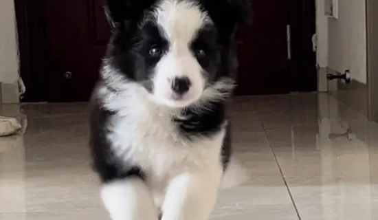 边牧智商独霸犬界：聪明带来的快乐与抓狂之谜