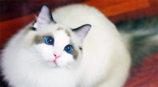 常见的假布偶猫