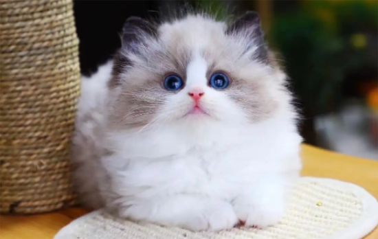 养了布偶猫后悔