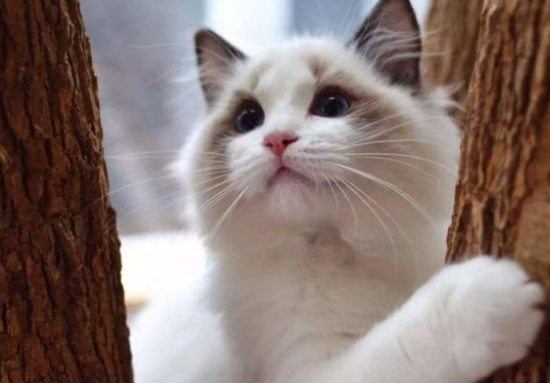 为啥千万别养布偶猫