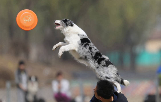 边牧专栏丨训练边境牧羊犬接飞盘的几个步骤