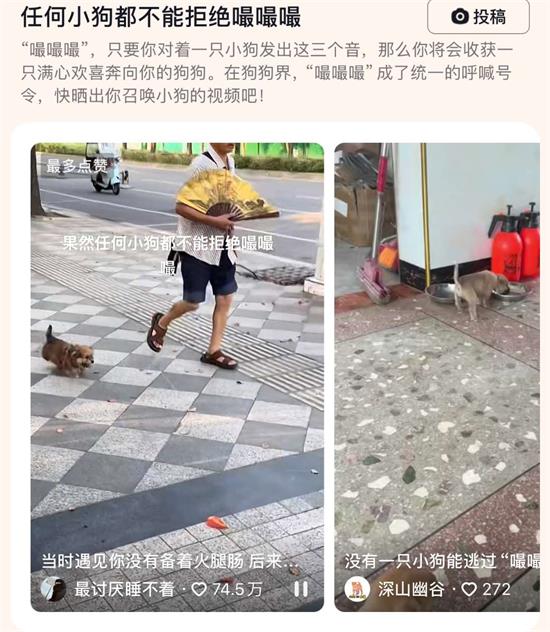 任何小狗都不能拒绝嘬嘬嘬，不信你们试试