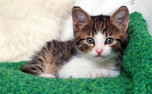 猫怀孕了能和公猫配吗