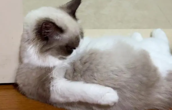 被猫咬了怎么办