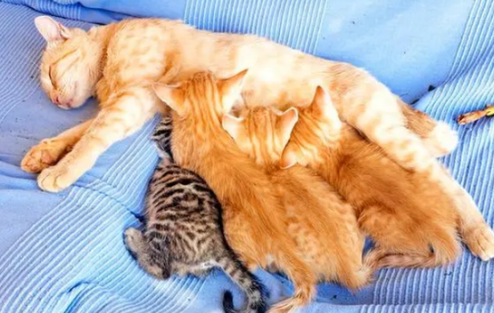 猫咪产前什么时候有奶水
