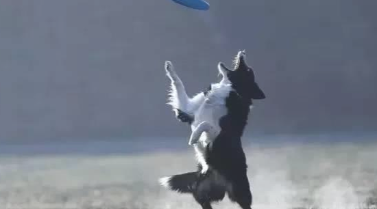 这种训练对边境牧羊犬很关键！