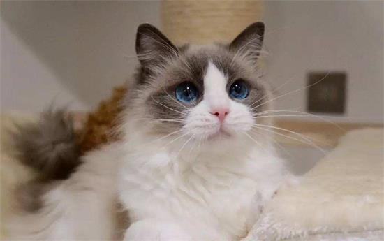 布偶猫会发腮吗