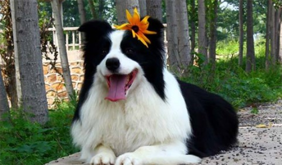 牧羊犬钙的缺失有哪些症状？来了解一下吧