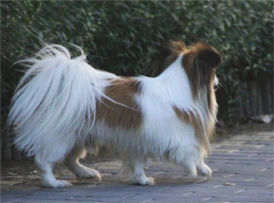边牧跟苏牧全是牧羊犬，为何喜欢边牧的人多？