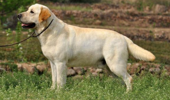 宇宙上10大最聪明的狗狗，边境牧羊犬斩获第一，你最爱哪一种？