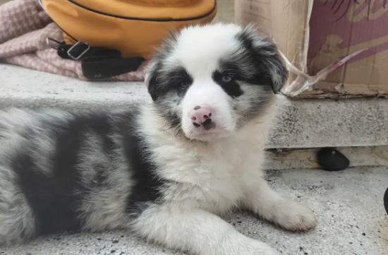 边境牧羊犬耳朵有血块怎么处理？