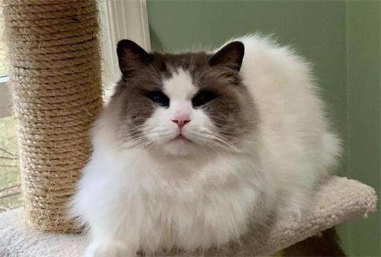 布偶猫应该如何训练