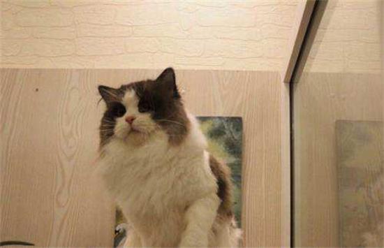 怎么看布偶猫多大了