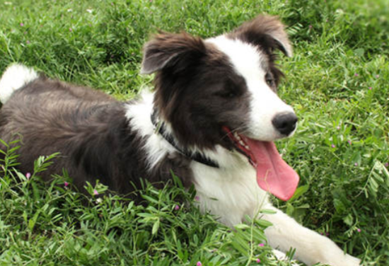 边牧是狗狗智商排名第一位的犬种，边境牧羊犬好养吗？