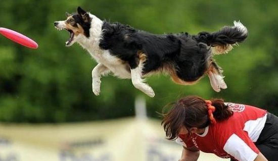 边境牧羊犬的4种真实身份，太出色了，我也不想这样养它！