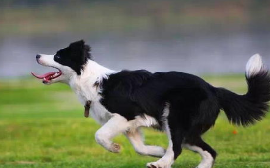 购买边境牧羊犬前须知的基本特征是什么？来看看吧