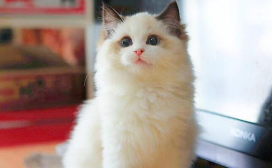 布偶猫聪明吗