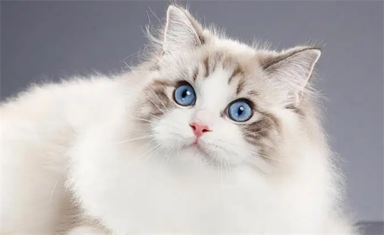 布偶猫吃什么不会软便