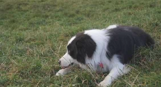 为什么养边境牧羊犬的很少？养它要历经5个痛楚，因此非常少人挑选它