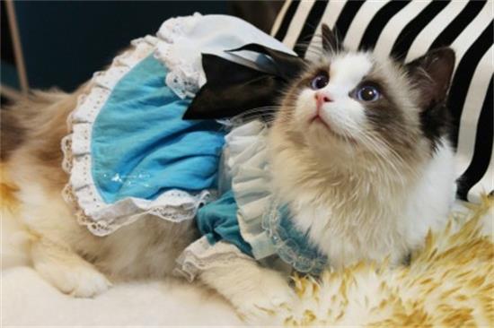 布偶猫生病怎么护理