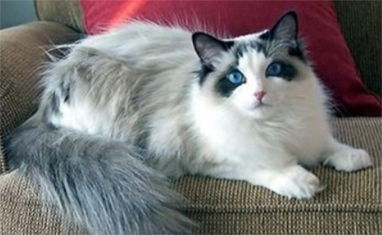 布偶猫有什么特点