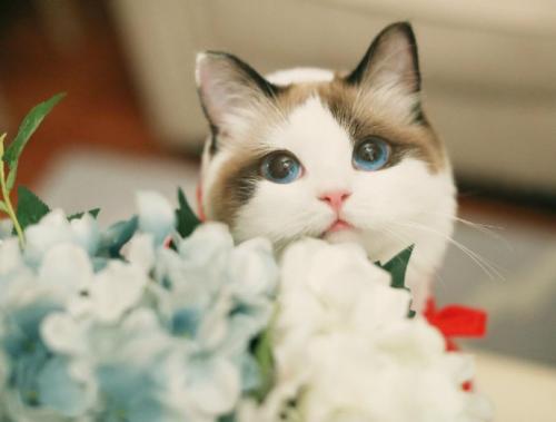 母猫会发现少了小猫吗