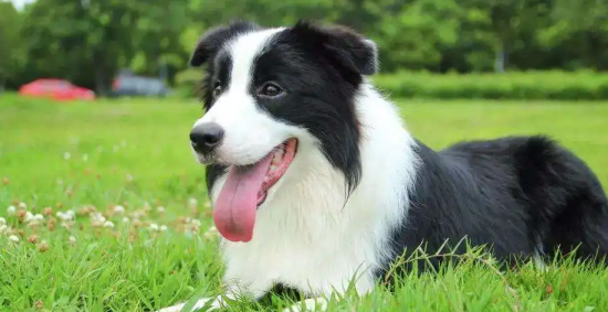 边境牧羊犬的教育方法你知道吗？快来这了解一下！