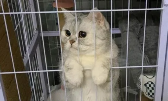 和布偶猫关系再好，也别做这4件事，否则会反目成仇