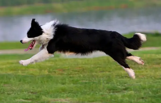 边牧犬的缺点和优点有哪些？看这里